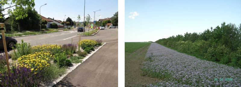 Beispiele für die Integration von Blühpflanzen